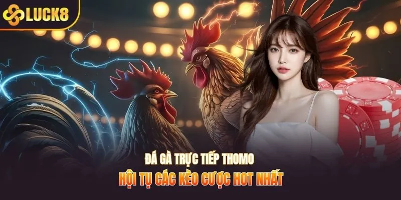 Đá gà trực tiếp Thomo hội tụ các kèo cược hot nhất